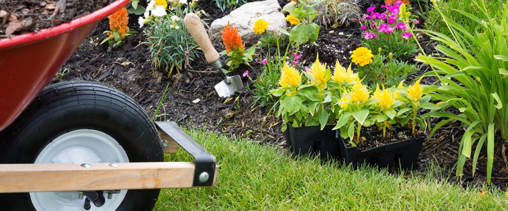 landscape design and plantings
